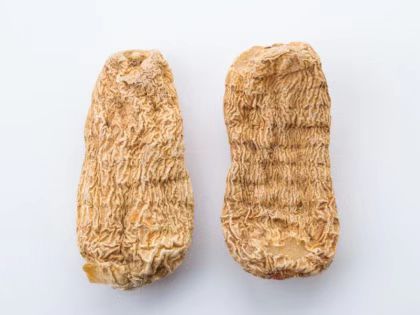 【苗医药材】天麻 - 卓越苗医网