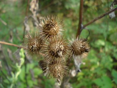 【苗医药材】牛蒡子 - 卓越苗医网